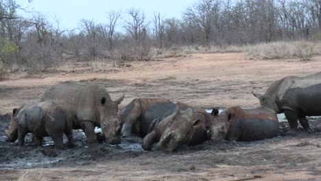 Rhinoceros-Herd-in-Mud,-Static-Close-Up-View-of-Wild-Animals-Relaxing-in-Natural-Habitat