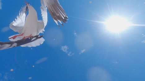 POV-flock-of-seagulls-feeding-frenzy-on-a-beach-in-Australia-on-a-sunny-day,-sun-in-top-right-hand-corner-of-screen