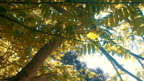 Wind-In-Den-Blättern,-An-Einem-Sonnigen-Tag-Mit-Einem-Stabilisator-Nah-Gefilmt