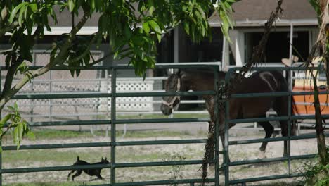 Schwarzes-Pferd-Läuft-Im-Roundpen-Herum---Bullpen-Mit-Kleinem-Schwarzen-Hund