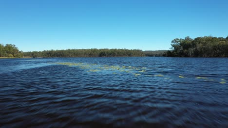 Lake-Kurwongbah-in-Queensland,-Drone-shot-starting-low-and-ramping-up-over-the-Lillie-pads-and-elevating-to-reveal-the-lake-in-all-its-beauty