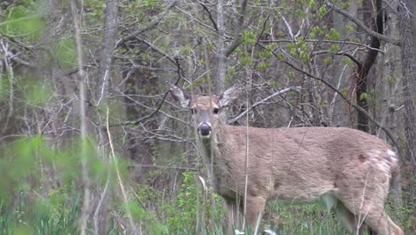 One-wild-whitetail-female-deer-doe-standing-on-green-grass-and-looking-at-camera-in-tree-forest,-close-up-pan