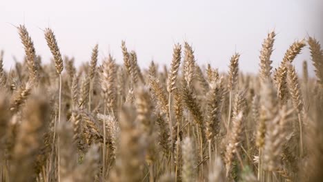 Wheat-fields-in-the-setting-sun-in-Ireland,-Wicklow-part-4