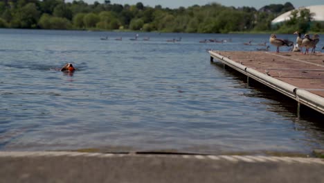 4K-Aufnahme-Eines-Süßen-Hundes,-Der-Mit-Einem-Ball-Im-Maul-Im-See-Schwimmt