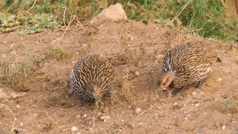 Yellow-Necked-Spurfowl-pair-feeding-on-grass-seeds-on-the-masai-mara-in-UHD