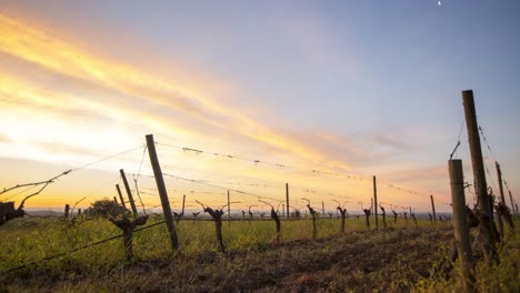 Wintersonnenaufgang-Auf-Beschnittenen-Reben