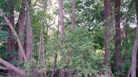 Tiltup-Von-Totem-Baum-Intro-Grüne-Äste