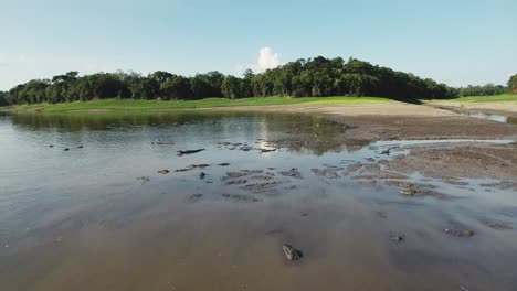 Group-of-caiman-at-a-riverside