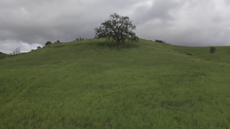 Luftaufnahme-Einer-Drohne-Neben-Einem-Einsamen-Baum-Im-Malibu-Creek-Park,-Kalifornien,-59