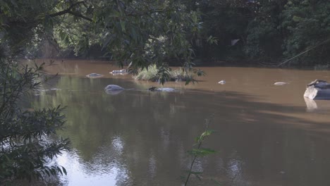 Panning-shot-of-a-river-with-lots-of-rocks-and-stones-in-the-middle-of-watershed-forest