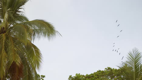 Schwarm-Fregattvögel-Fliegen-Am-Himmel,-Palme-Im-Vordergrund