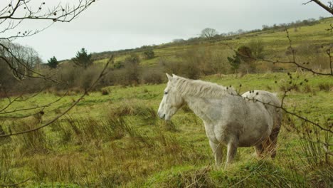 Weißes-Pferd,-Das-Gras-In-Einem-Bergfeld-Frisst