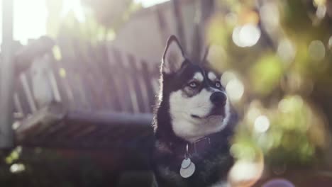 Husky-Está-Esperando-A-Su-Dueño