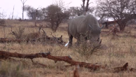 Futtersuchendes-Afrikanisches-Breitmaulnashorn-Hilft-Weißem-Kranich-Beim-Insektenfang