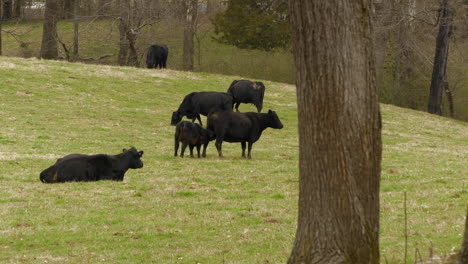 Schwarzes-Kalb-Säugt-Von-Der-Mutter