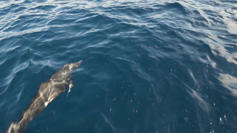 Ein-Delphin-In-Einer-Draufsicht,-Schwimmend