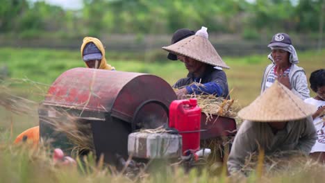 Rice-harvesting-machine_Balinese-Rice-Field-Harvesting_Rice-cutting_Processing