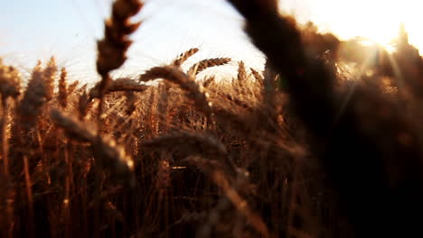 Sonnenuntergang-Auf-Dem-Feld-Mit-Gelbem-Weizen