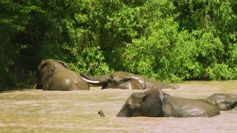 Elefantes-Salvajes-Jugando-En-Un-Pozo-De-Agua-Fangoso-En-Tanzania-En-Cámara-Súper-Lenta