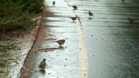 Birds-feeding-on-the-road