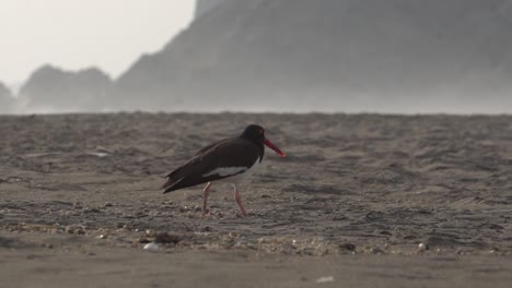 Blackish-Oystercatcher-walking-in-the-sand-of-a-beach-with-fog-in-the-background