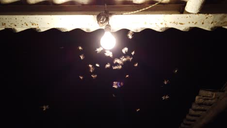 Night-moths-near-the-lamp-on-the-black-background