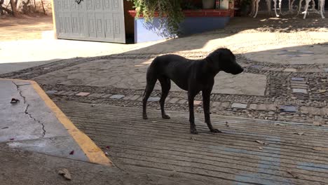 A-little-mexican-xolo-dog