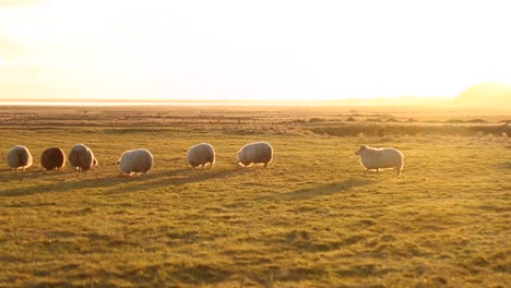 Schafe-Laufen-über-Das-Feld.-Abendlicht.-Sonnenuntergang