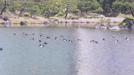 Gruppe-Von-Enten,-Die-Im-See-In-Tokio,-Japan-Schwimmen---Weitwinkelaufnahme