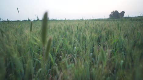 Spaziergang-Auf-Einem-Feld,-Weizenfeld,-POV-Beine