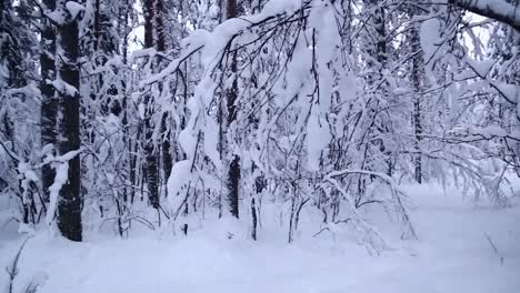 Bosque-De-Pinos-Sueco-En-El-Invierno