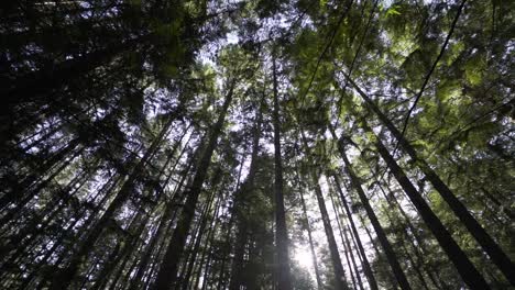 Slow-moving-shot-looking-at-the-treetops-and-the-sky-in-forest