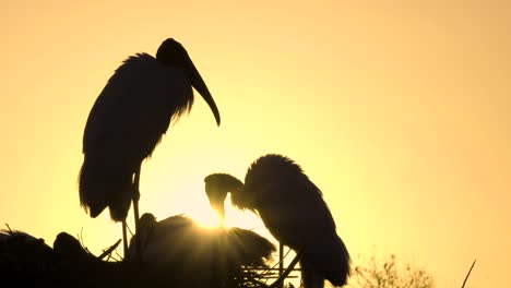 Pareja-De-Anidación-De-Cigüeña-De-Madera-Al-Amanecer