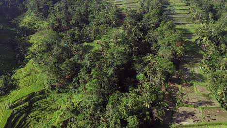 Terrazas-De-Arroz-En-Las-Laderas-De-Las-Colinas-En-Ubud,-Una-Ciudad-Indonesia-En-La-Isla-De-Bali,-Vista-Aérea