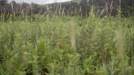 Camera-Tracks-Across-A-field-Of-Long-Grass-In-The-Countryside-on-a-Cold-Misty-Autumn-Morning