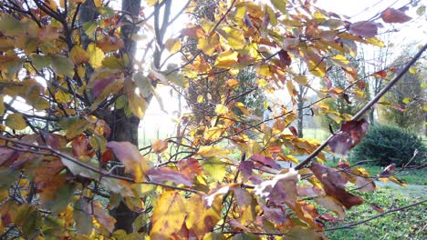 Blick-Auf-Herbstblätter-Laub-Hintergrund,-Dolly,-Sonnenuntergang-Herbst-Hintergrund