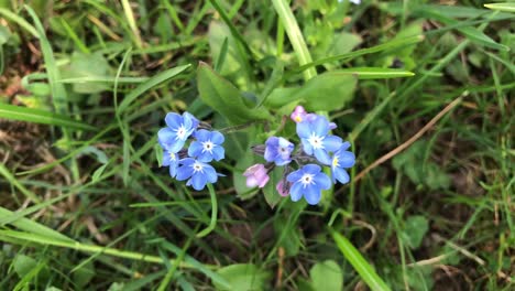 Blaue,-Frühlingshafte-Vergissmeinnicht-Blüten-Im-Grünen-Gras