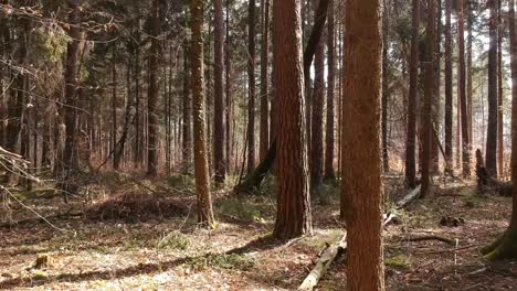 Hábil-Vuelo-De-Drones-A-Través-Del-Bosque