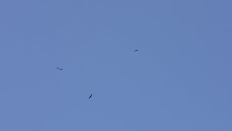 Ground-perspective-of-hawks-circling-a-forest-in-the-north-west