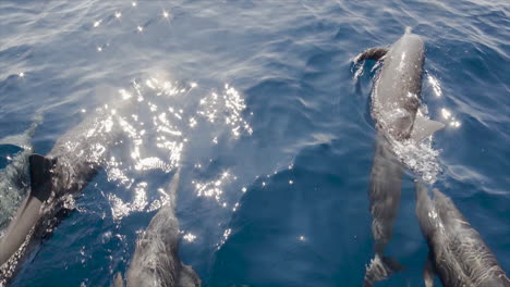 dolphins-playin-in-the-surface