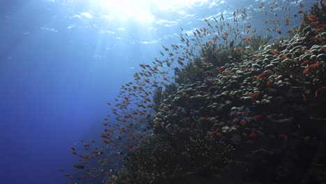 Sun-rays-shining-on-coral-reef-surrounded-by-dancing-orange-Anthias-fish-creating-a-relaxing-atmosphere