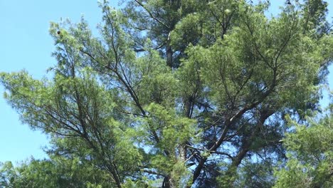 Small-Cross-Tombstone-tilt-down-from-trees