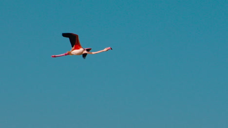 Rosa-Flamingo-Vogel-Fliegt-Am-Klaren-Blauen-Himmel,-Zeitlupe,-Kamerafahrt