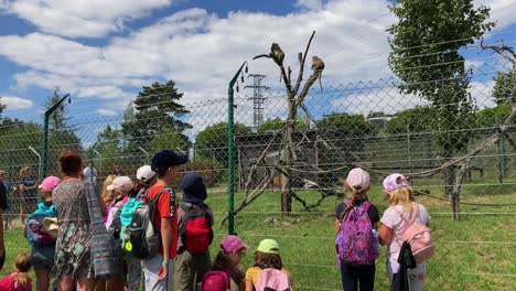 School-trip-to-the-zoo.-Children.-Primates