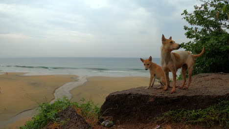 Dos-Perros-Parados-En-Un-Acantilado-Cerca-De-La-Playa-En-4k