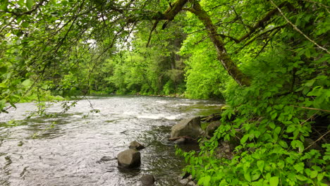 Low-to-the-ground-shot-with-drone-flying-through-trees,-continued-to-fly-over-small-river