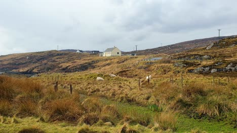 Farm-house-on-croft-with-sheep-grazing-in-fields-on-remote-island-in-rural-countryside-of-Outer-Hebrides-in-Scotland-UK