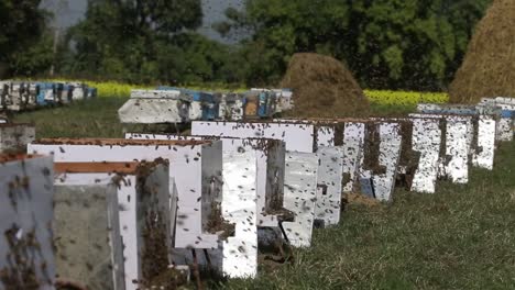 Bienenzucht-In-Chitwan,-Nepal