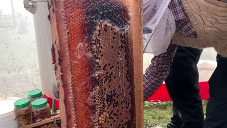 Honeycomb-cutting-in-Chitwan-Nepal