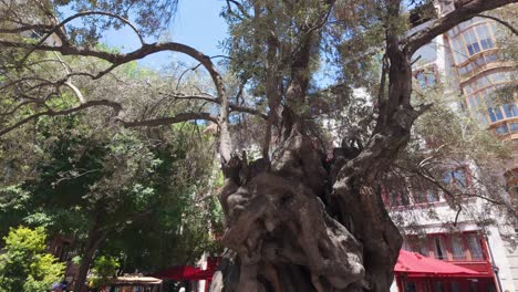 Old-massive-tree-Spanish-plaza-in-the-summer,-Palma-de-Mallorca-Spain-nature